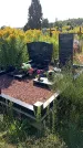 Захоронение ID 3576857