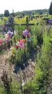 Захоронение ID 3576860