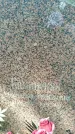 Захоронение ID 3577850