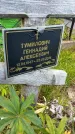 Захоронение ID 3579684