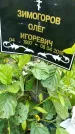 Захоронение ID 3579691