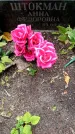 Захоронение ID 3583221