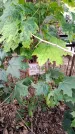 Захоронение ID 3584995