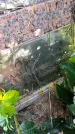 Захоронение ID 3588560