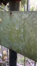 Захоронение ID 3589842