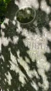 Захоронение ID 3590587