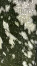 Захоронение ID 3590589