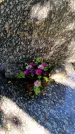 Захоронение ID 3591499