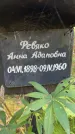 Захоронение ID 3603422