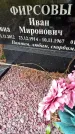 Захоронение ID 3603534