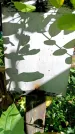 Захоронение ID 3604844
