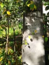 Захоронение ID 6346319