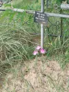 Захоронение ID 6080229