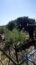 Захоронение ID 4667418