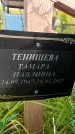 Захоронение ID 4667429