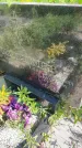 Захоронение ID 5152432