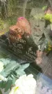 Захоронение ID 5459681