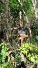 Захоронение ID 5460195