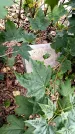 Захоронение ID 5460348