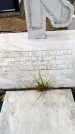 Захоронение ID 6341191