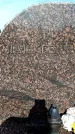 Захоронение ID 6345118