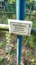 Захоронение ID 6347077
