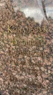 Захоронение ID 6347170