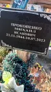 Захоронение ID 6349611