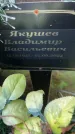Захоронение ID 6350588