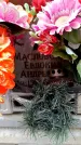 Захоронение ID 6352168