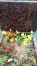 Захоронение ID 6363697