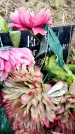 Захоронение ID 6365954