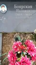 Захоронение ID 6367876