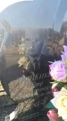 Захоронение ID 6370162