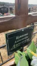 Захоронение ID 6372662