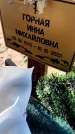 Захоронение ID 6381094