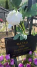 Захоронение ID 6381368