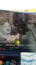 Захоронение ID 6381536