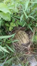 Захоронение ID 6382706
