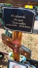 Захоронение ID 6384036