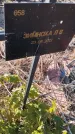 Захоронение ID 6386019