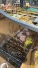 Захоронение ID 6393084