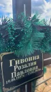 Захоронение ID 6393655